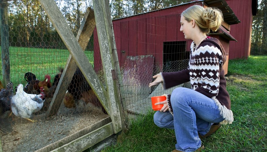 Does Laying Mash Help Hens Produce More Eggs?