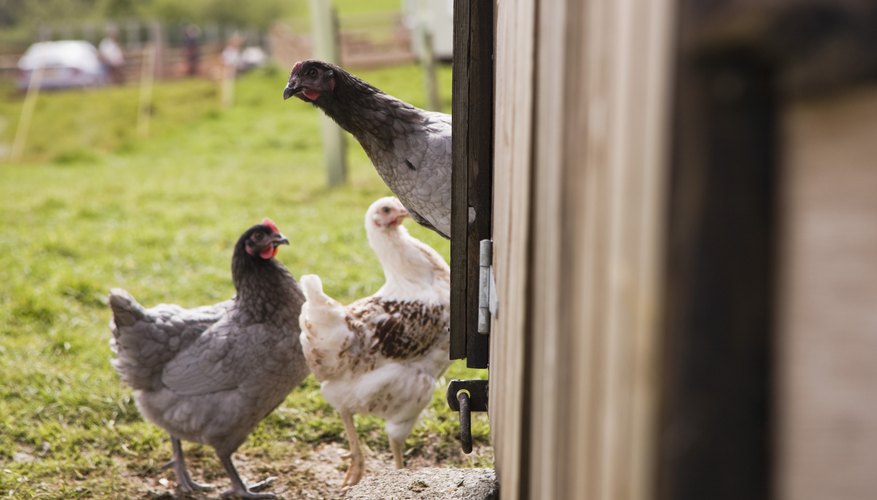 Existen varias razas de gallinas ponedoras.