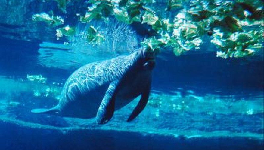 Manatees will consume any plant life they come across. Manatees will consume any plant life they come across.