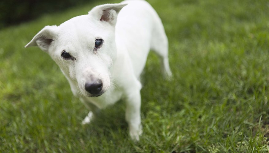 Un Jack Russel terrier vive entre 10 y 15 años.