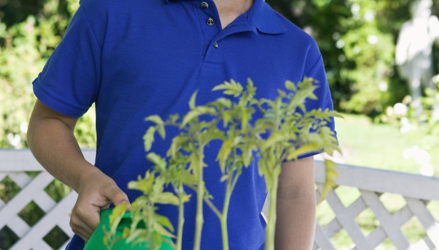 La mayoría de plantas necesitan luz solar para crecer adecuadamente.