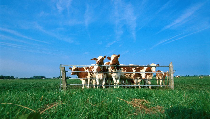 Cows on pasture