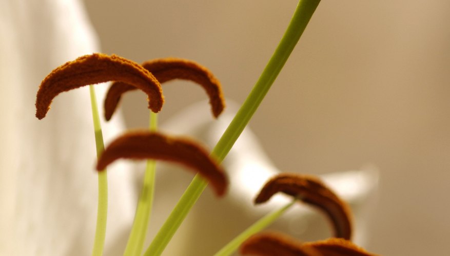 How to Distinguish Between the Pistil & the Stamen of a ...