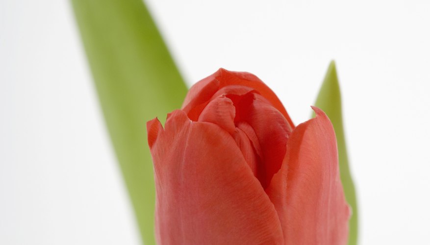 Los tulipanes a menudo son dibujados y pintados por niños y adultos.