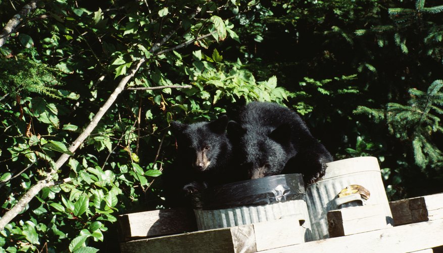 Los osos se ven atraídos por la basura.