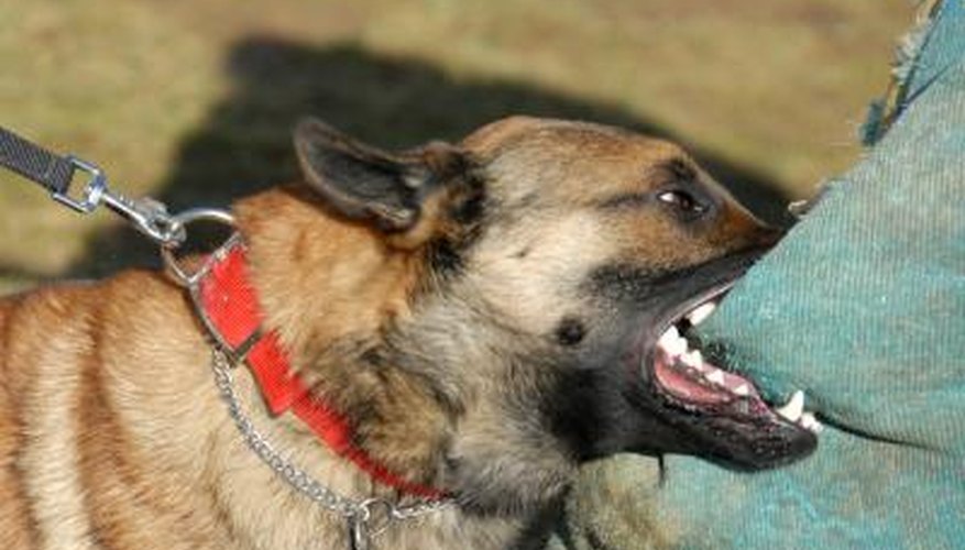 Photo Credit: cynoclub/iStock/Getty Images There are many reasons to muzzle your dog.