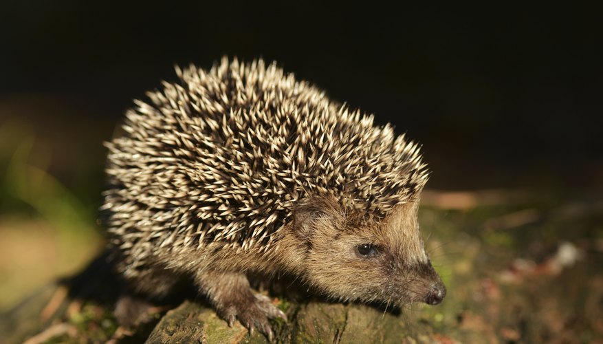 Photo Credit: Piotr Krześlak/iStock/Getty Images Hedgehog Adaptation