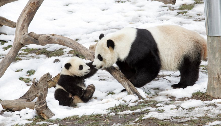 Why Are Pandas Endangered Animals? Sciencing