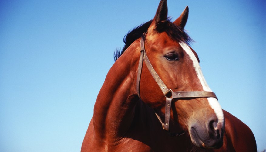 Enseña a tu caballo el recorrido de los barriles.