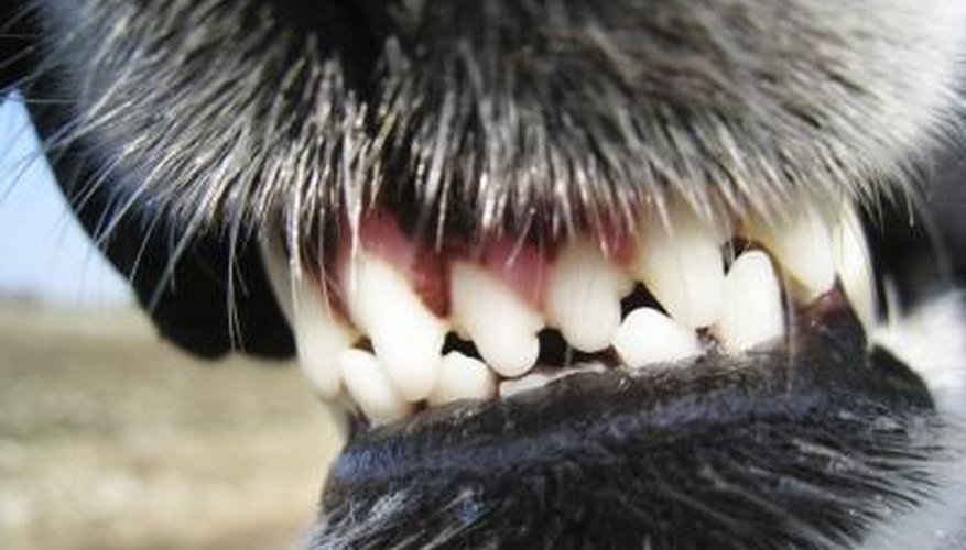 Photo Credit: 1stGallery/iStock/Getty Images If your dog has aggression issues, a muzzle may not be the ultimate answer.