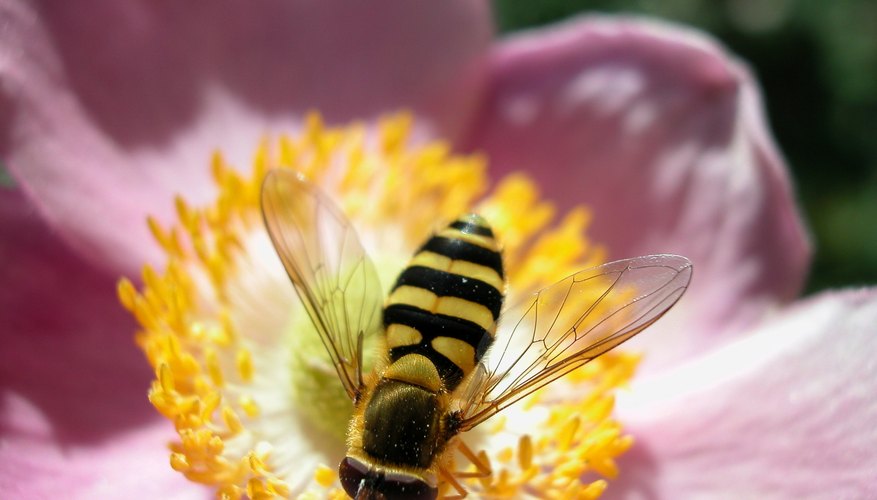 El disfraz de abeja sirve para niños y niñas y es muy fácil de hacer.