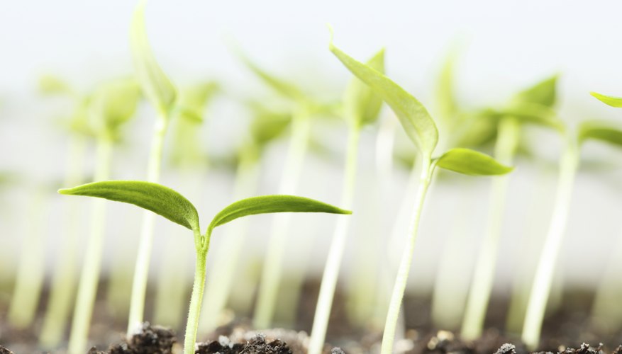 leggy green bean seedlings