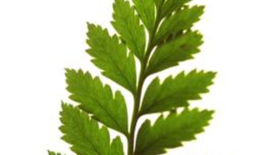 vascular plants