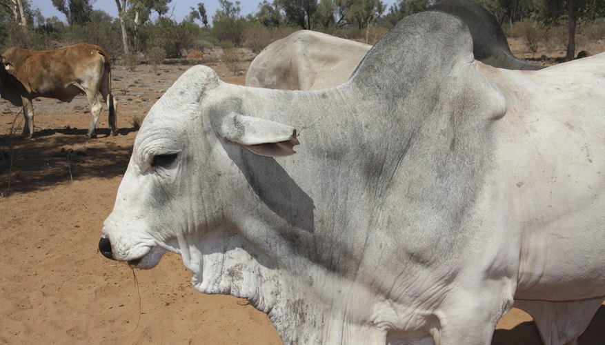 What Is the Hump in Brahman Cattle?