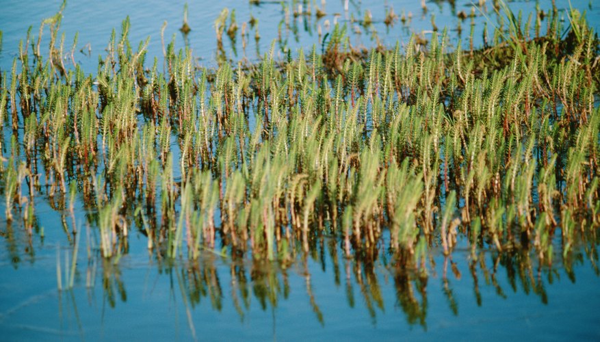 Wind pollinated plants information