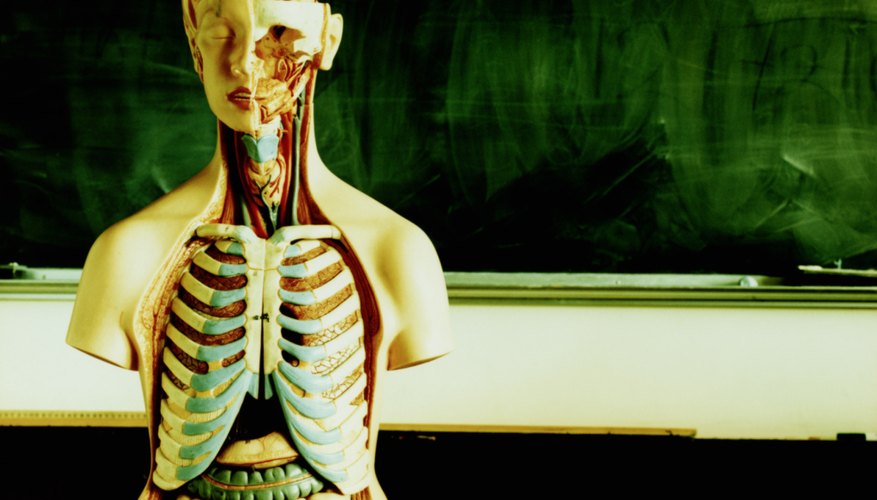Términos como órgano, articulación y sistema adquieren nuevos significados.