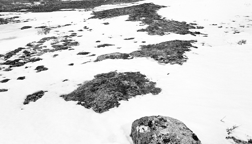 Photo Credit: Hemera Technologies/AbleStock.com/Getty Images Permafrost ground offers meager resources to tundra inhabitants.