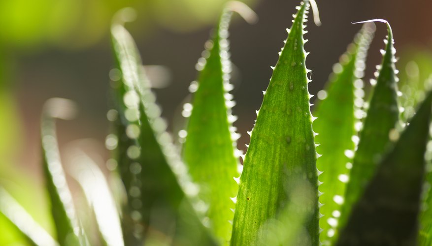 Aloe Vera plant Aloe Vera plant