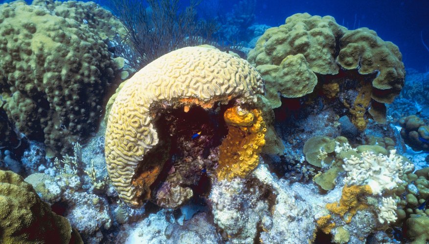 sponges move water through their body using
