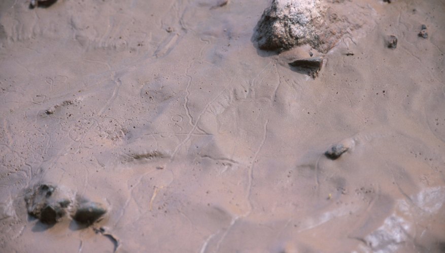 Photo Credit: Hemera Technologies/Photos.com/Getty Images Moist clay and silt sediment ready to be imprinted.