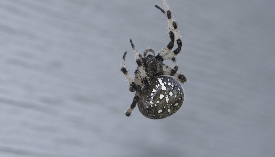 How To Identify Spiders With White Spots Sciencing