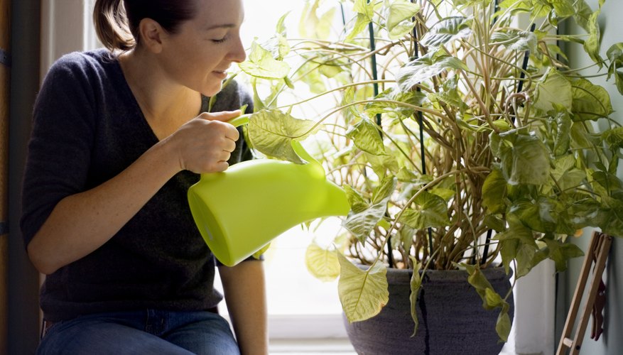 Photo Credit: Jupiterimages/Creatas/Getty Images Determine what will make plants grow better.
