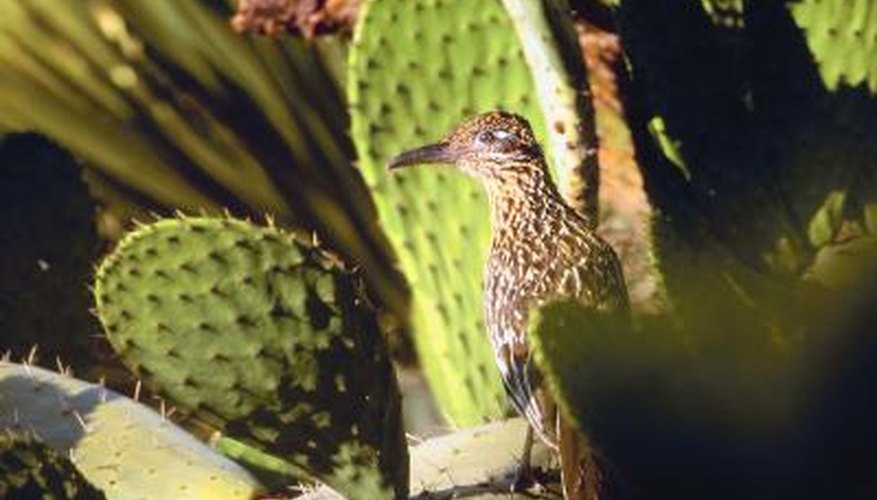 What Type of Birds Live in the Desert?