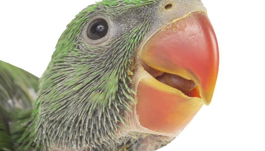 Realiza un pico de loro usando suministros para artesanías básicos.