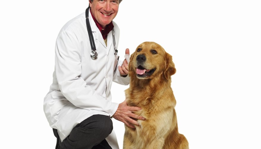 Abre un consultorio veterinario.