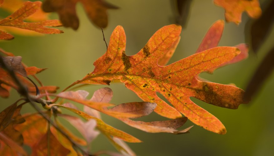 Facts About White Oak Trees Sciencing