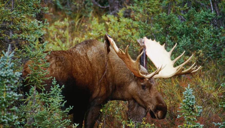 What Animals Live In The Deciduous Forest Biome