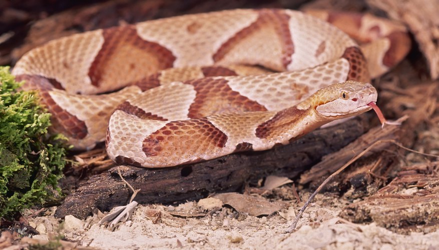 How to Identify a Copperhead Vs. a Milk Snake | Sciencing