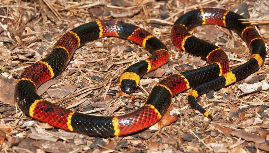 black and white striped snakes