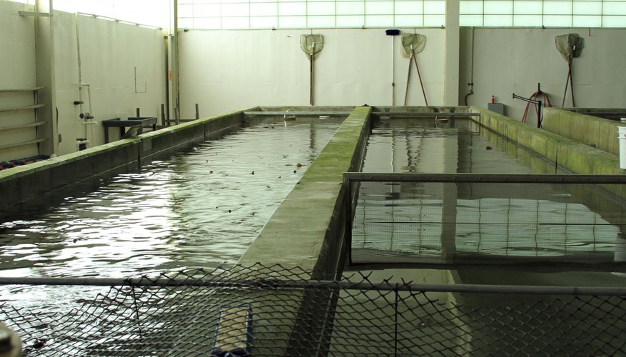Photo Credit: J. Pearson Photos/iStock/Getty Images Raceway in trout nursery