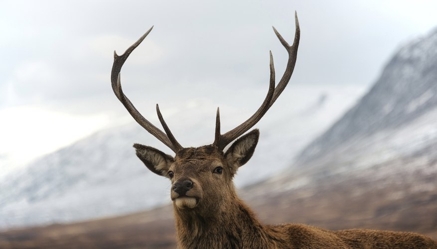 why do deer lose their antlers? sciencing