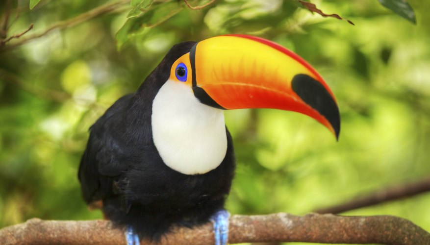 → Animales de la selva tropical de Brasil | Geniolandia