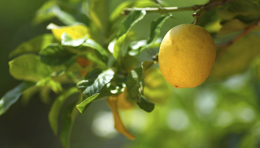 Photo Credit: IvanMikhaylov/iStock/Getty Images Lemon growing on a tree