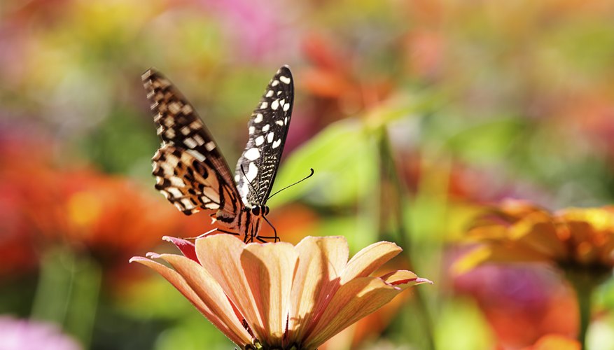 What do Butterflies do for the Environment? | Sciencing