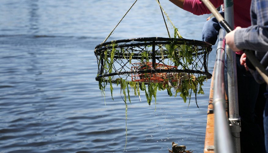 Crab Fishing in North Carolina