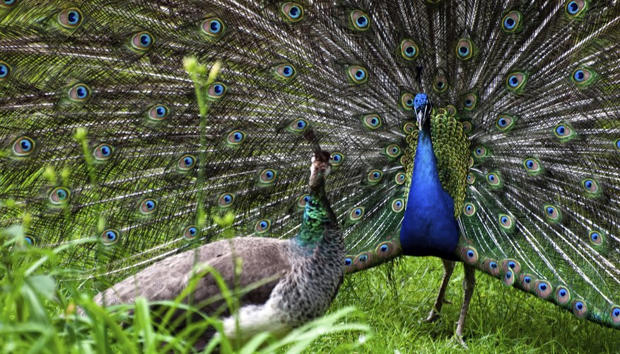 How Do Peacocks Mate Sciencing 5114