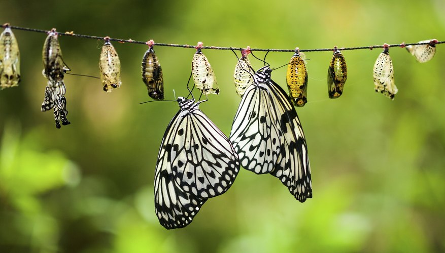 Paper Kite Butterfly Chrysalis