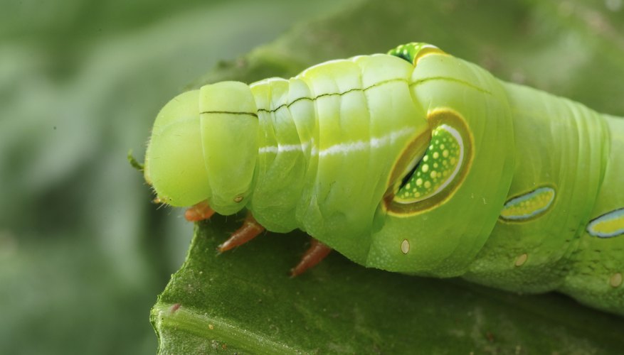 how-to-identify-worms-caterpillars-sciencing