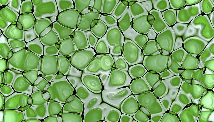 How to Make a 3D Model Plant Cell Without Food | Sciencing