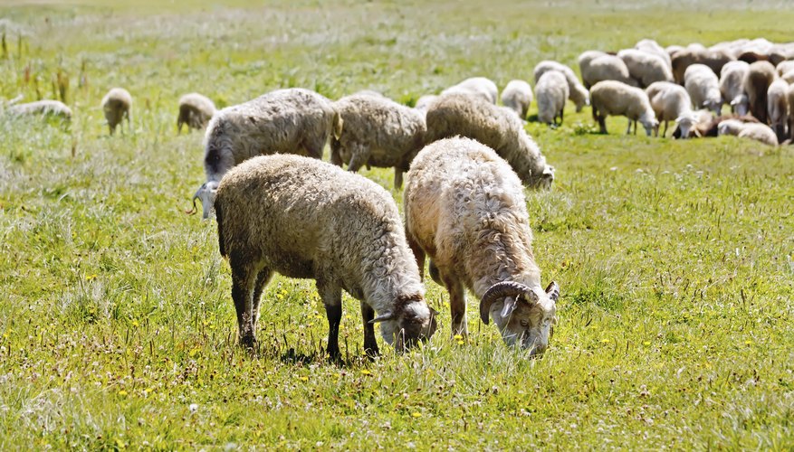 How to Use the Rod & the Staff in Sheep Herding