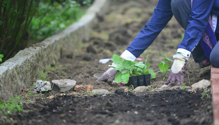 Woman working in the garden with gloves, long sleeves and pants Woman working in the garden with gloves, long sleeves and pants
