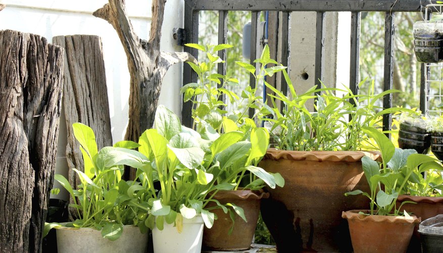 Music And Plants How To Use Music To Boost Plant Growth