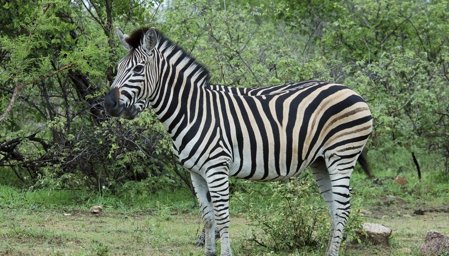 What Are Three Adaptations of a Zebra? | Sciencing