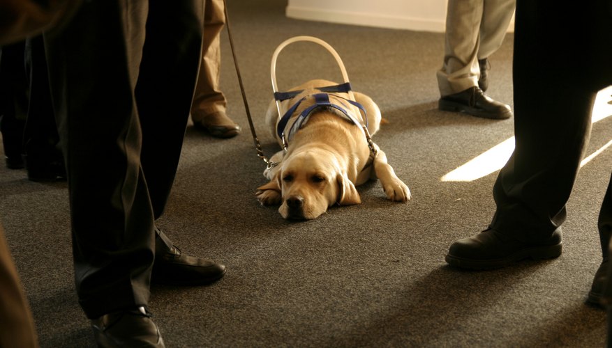 Photo Credit: Sander Huiberts/iStock/Getty Images A guide dog waits patiently.
