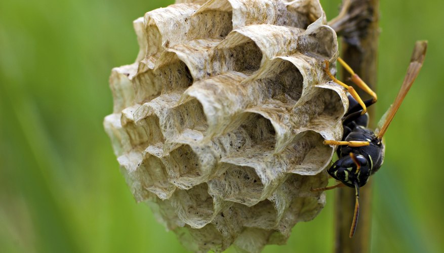 do wasps hibernate