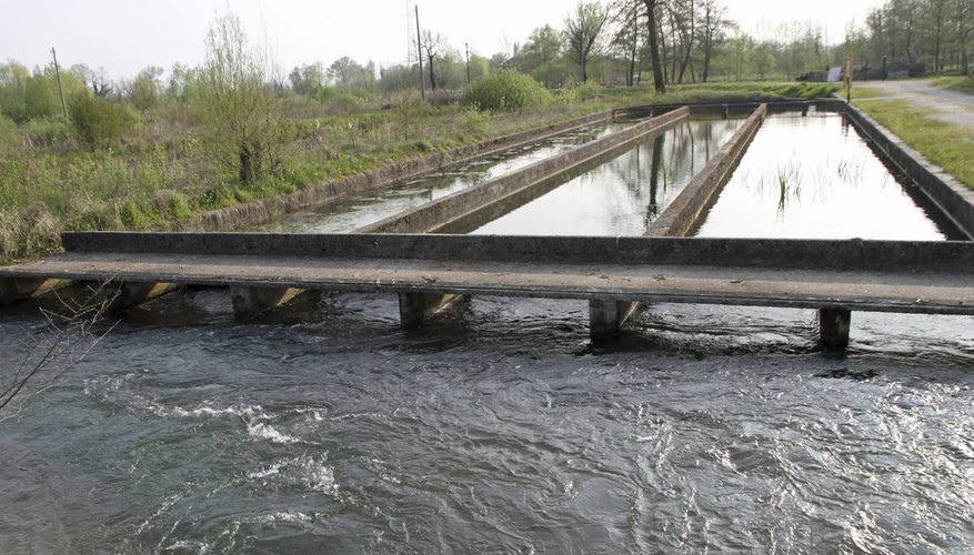 Trout Fish Farming | Sciencing